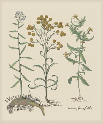 Besler 237 Colored  B2